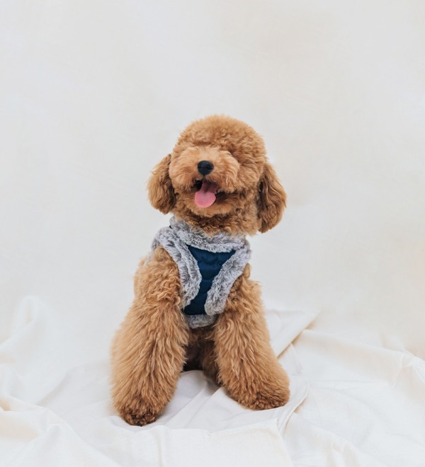 Small Dog Harness Read