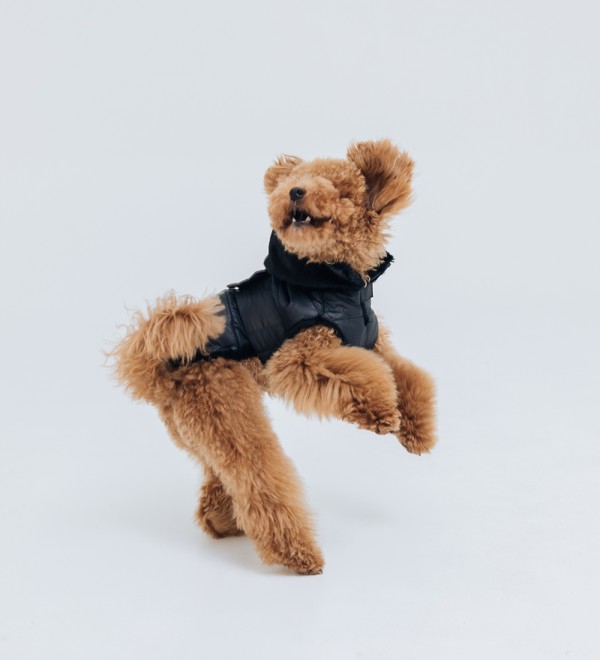 Black Feather Dog Coat