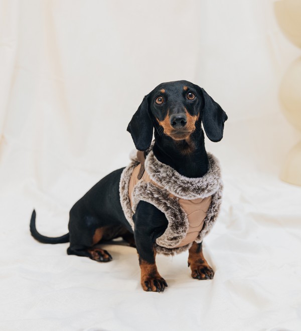 Small Dog Harness Edouard