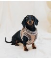 Edouard Small Dog Harness