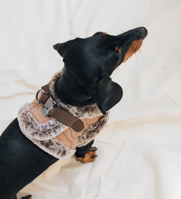 Edouard Small Dog Harness