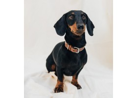 Collar Leather Dog Essential Tobacco