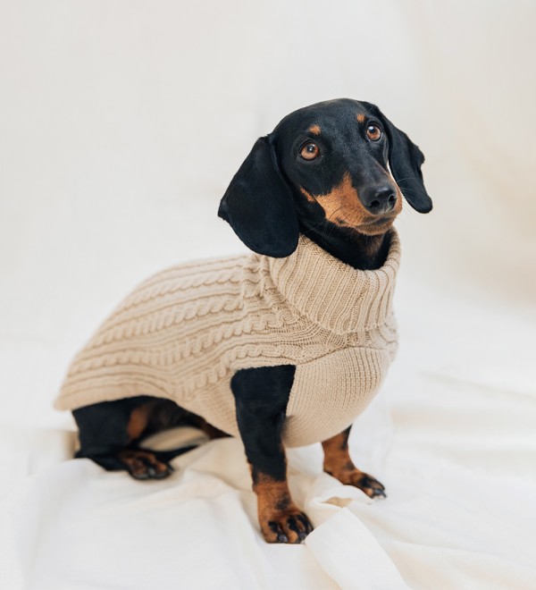 Beige Dog Sweater - 100% Merino Wool