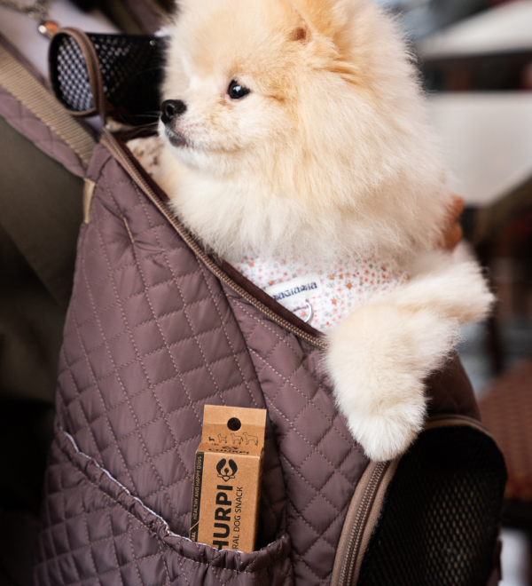 Hailey dog backpack