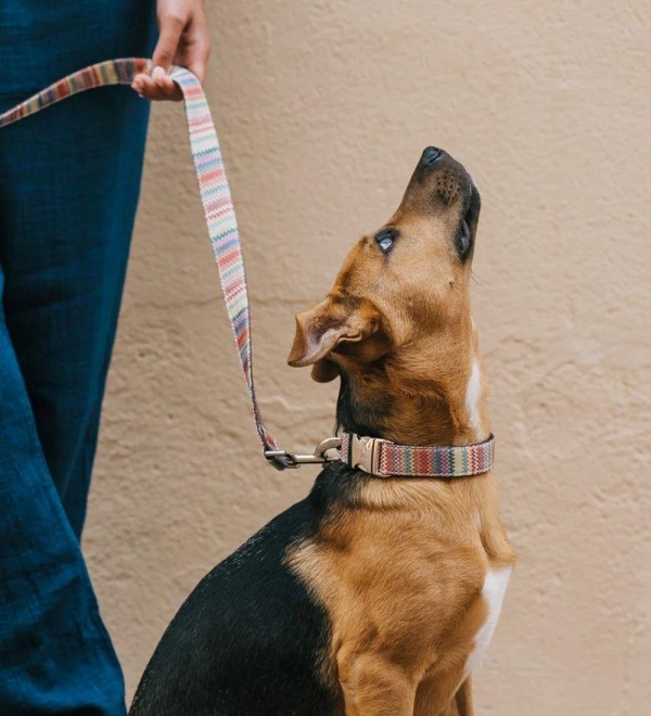 Leash Dog - Llavaneres Texture