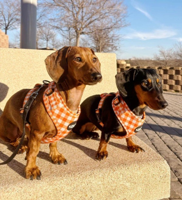 Vichy Orange Harness