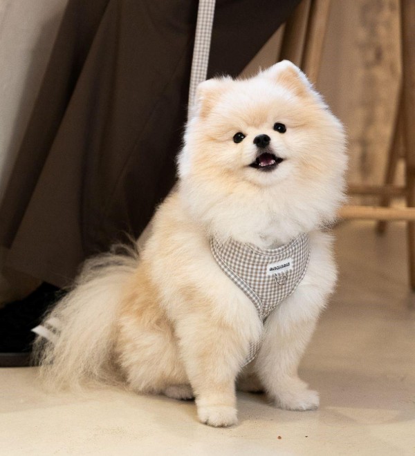 Arnés para Perro Ajustable Vichy Beige