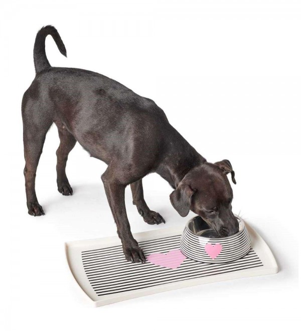 Dog Feeder and Waterer - Melamine Biri