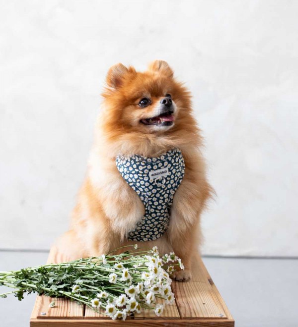 Adjustable Daisy Dog Harness