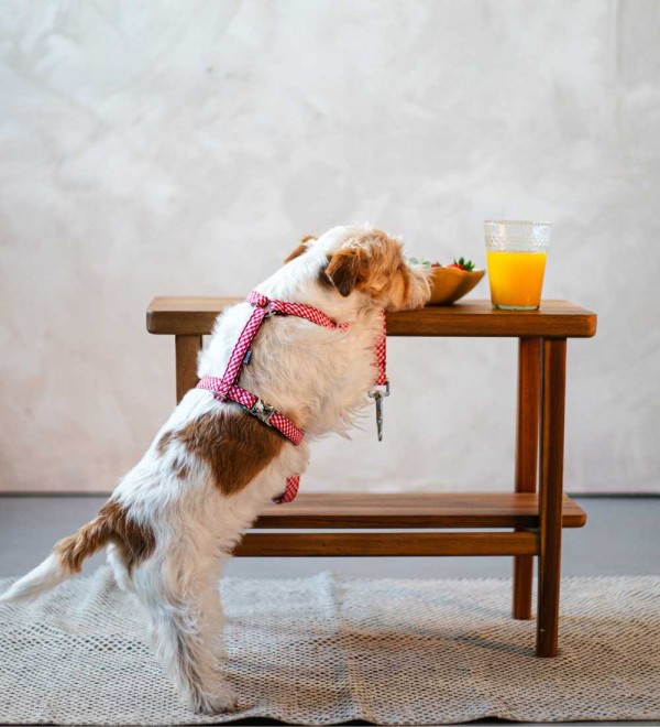 Dog harness in H shape - Maians