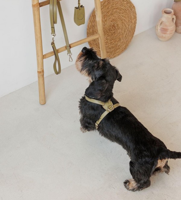 Arnés Cuero para Perro - Nuvola Oliva