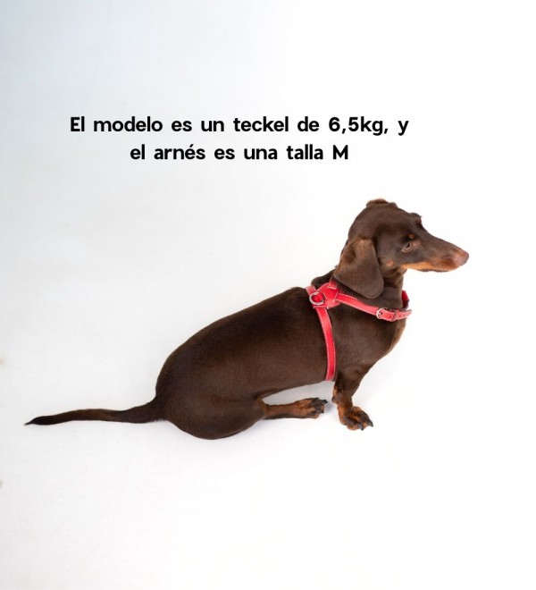 Leather Dog Harness - Nuvola Amapola