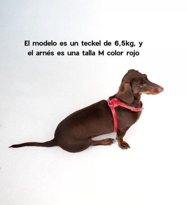 Leather Dog Harness - Orange Cloud