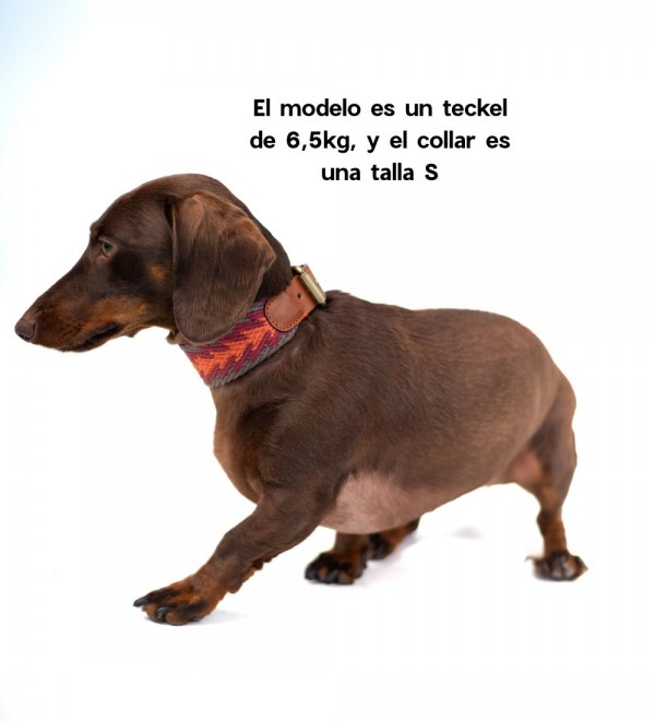 Collar for Peruvian Orange Arrow Dog