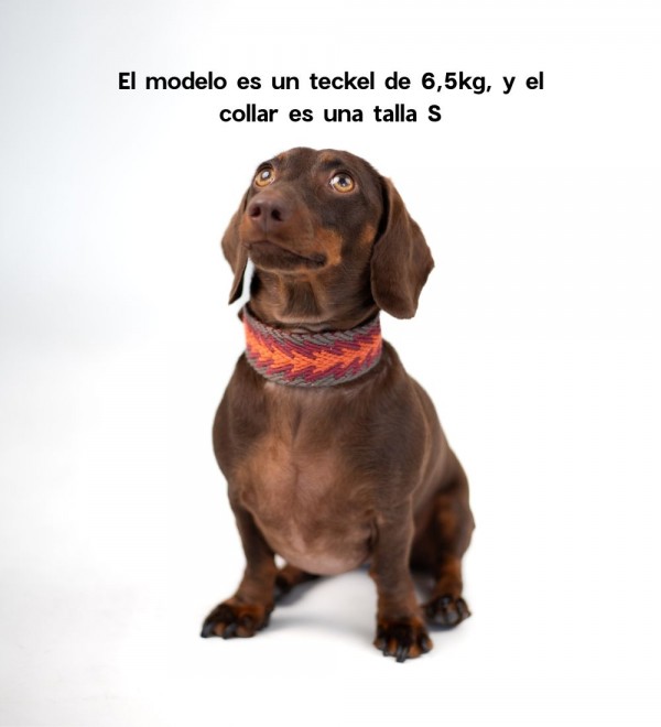 Collar for Peruvian Orange Arrow Dog