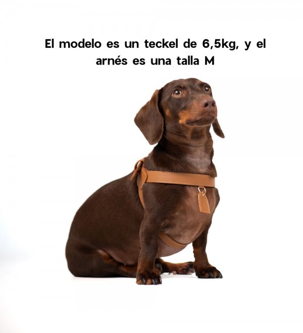 Caramel Harness