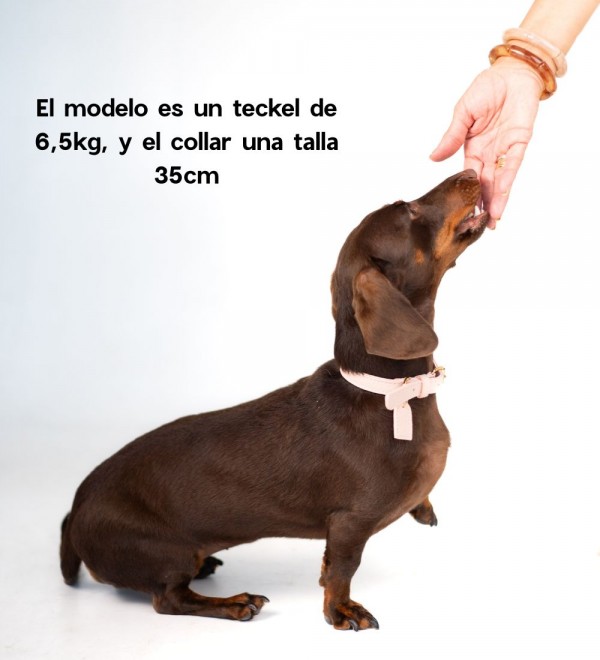 Collar for Dog Peony