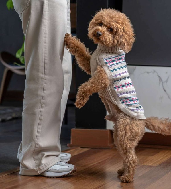 Serendipity dog jersey