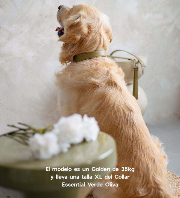 Collar Cuero Perro - Essential Oliva