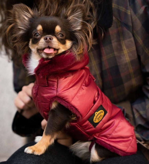 Burgundy Feather Dog Coat