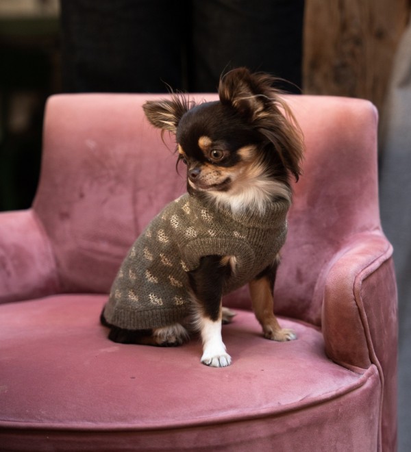 Jersey para perro Alice