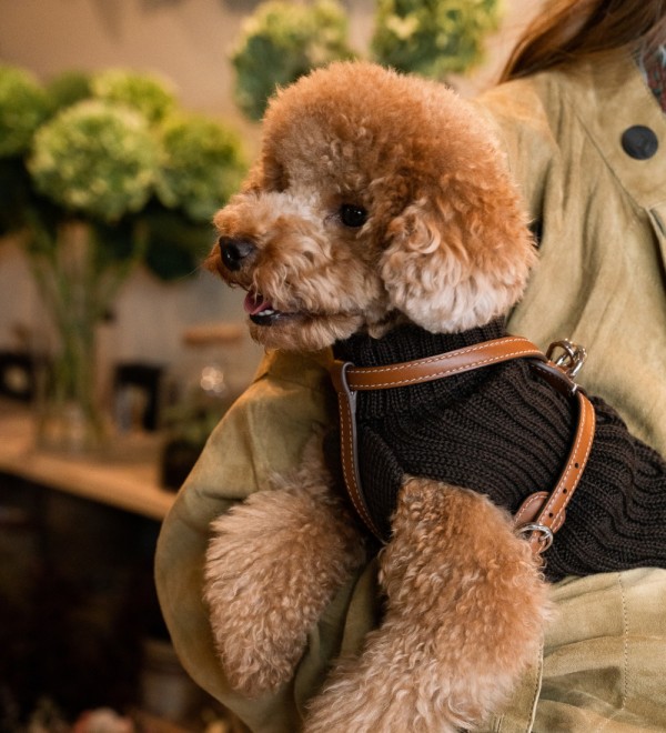 Jersey para Perro Trenzado Marrón