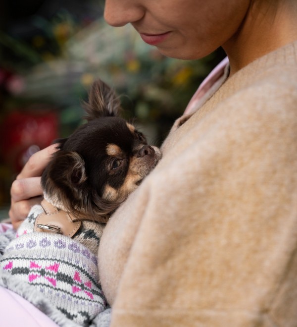 Serendipity dog jersey