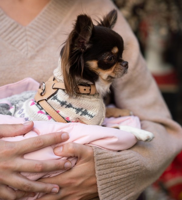 Serendipity dog jersey