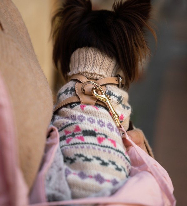 Serendipity dog jersey