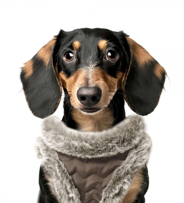 Arnés para perro body Louis