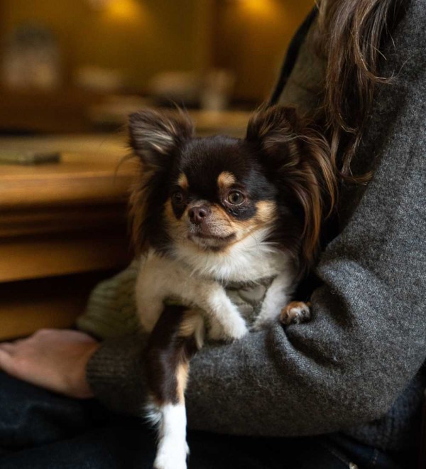 Arnés body para perro Clarice