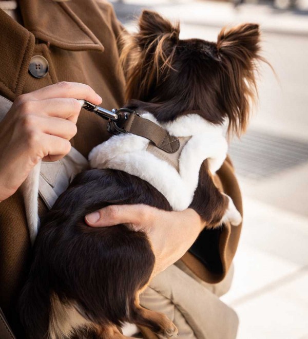 Kaspar dog body harness