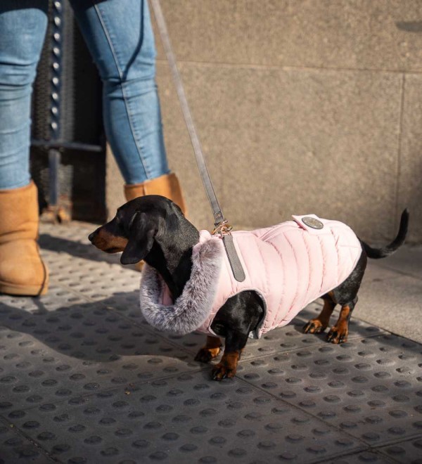 Correa para perro pequeño Amandine