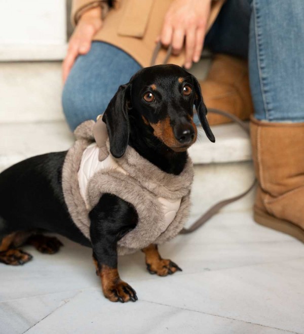 Enola dog body harness