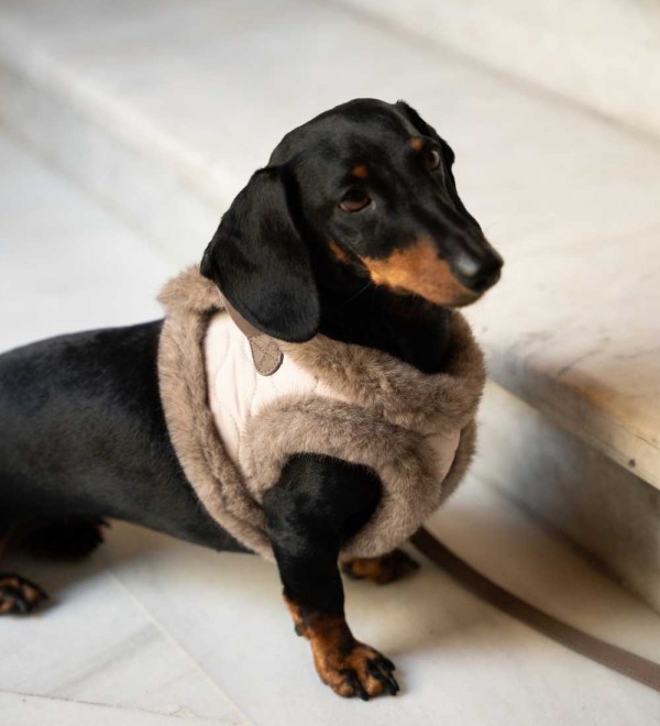 Arnés body para perro Enola