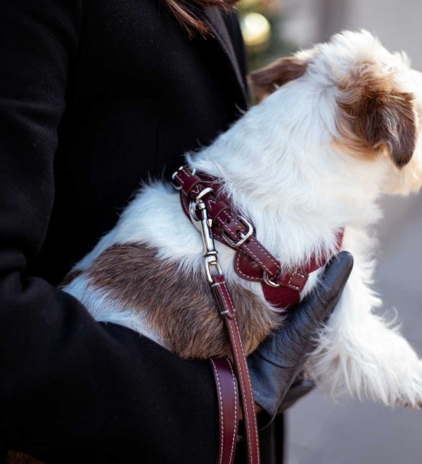 Aria Chianti Harness