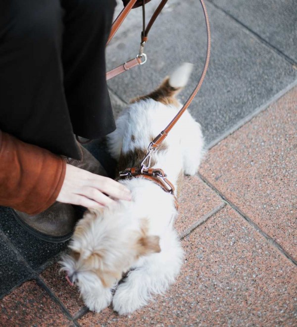 Aria Tabaco Harness