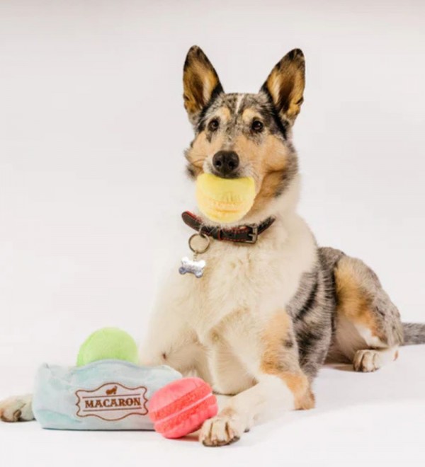 Macaron Dog Toy