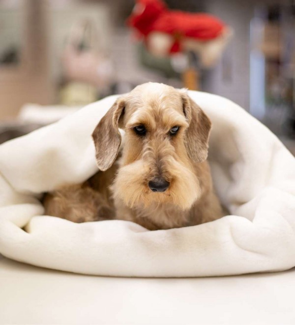 Combo Cozy Nunavik Topo