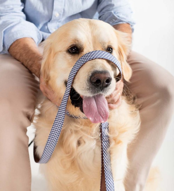 Leash Multiposición Perro Calonge