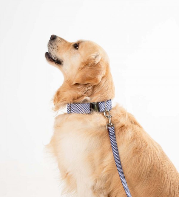 Correa Multiposición Perro Calonge