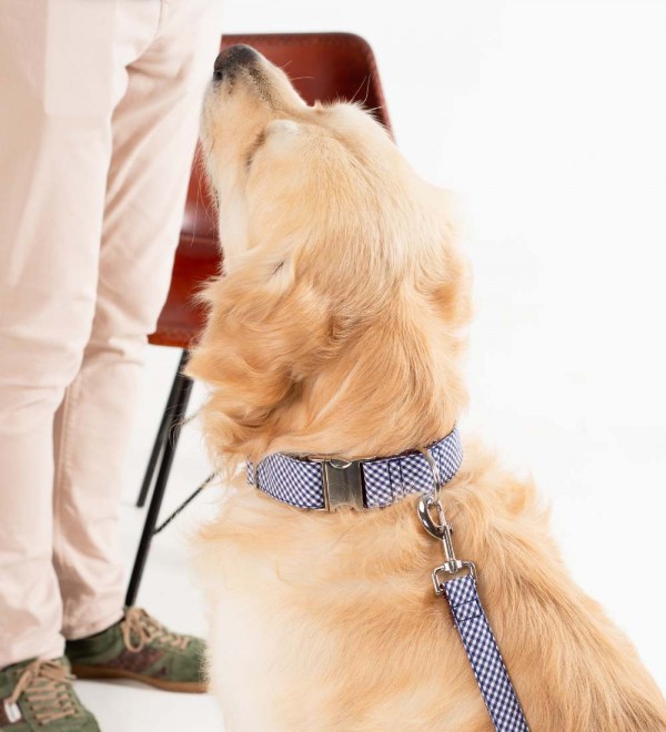 Collar Dog Texture Calonge