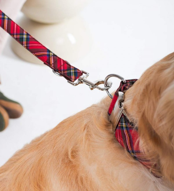 Dog Collar Textured Tremp