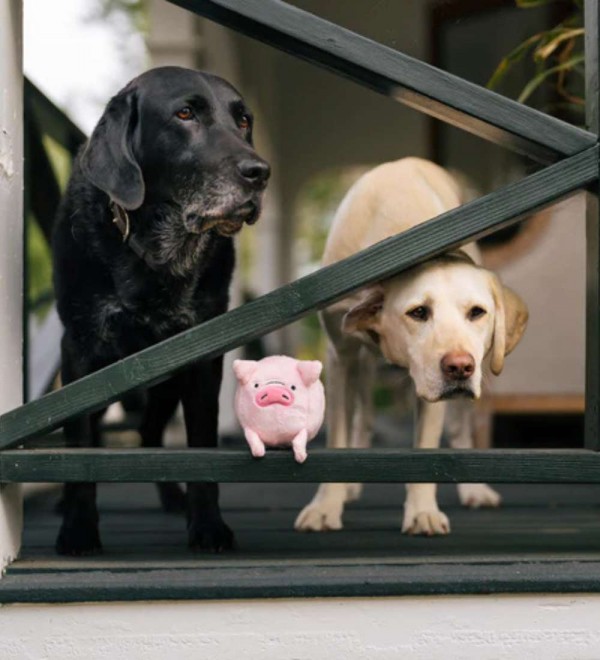 Plush Toy for Dogs Pig