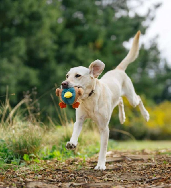 Plush Duck Dog Toy