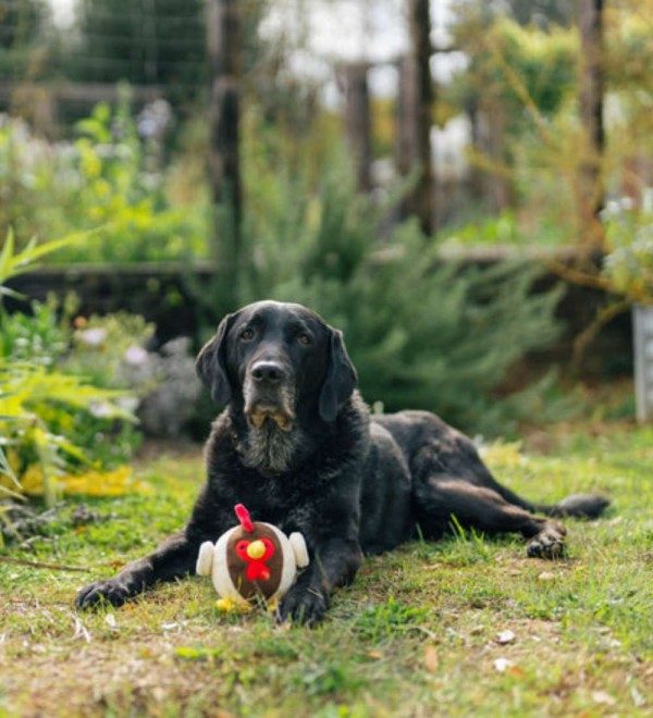 Peluche Para Perros Gallo