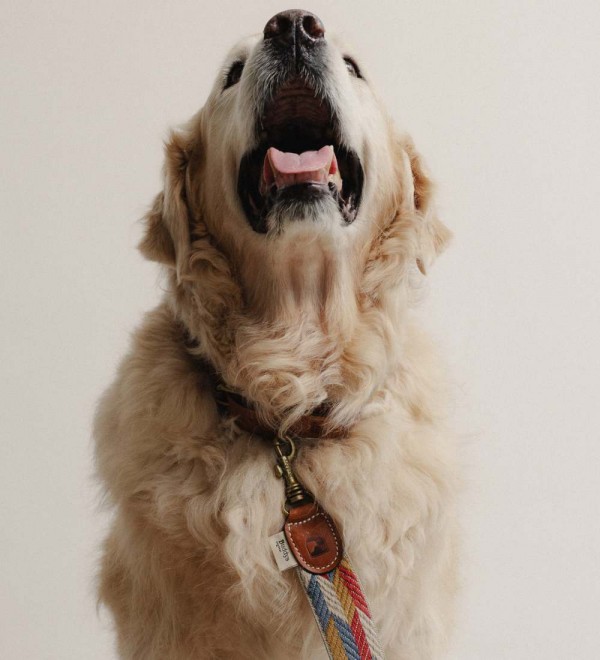 Correa para perro Naya Puzzle