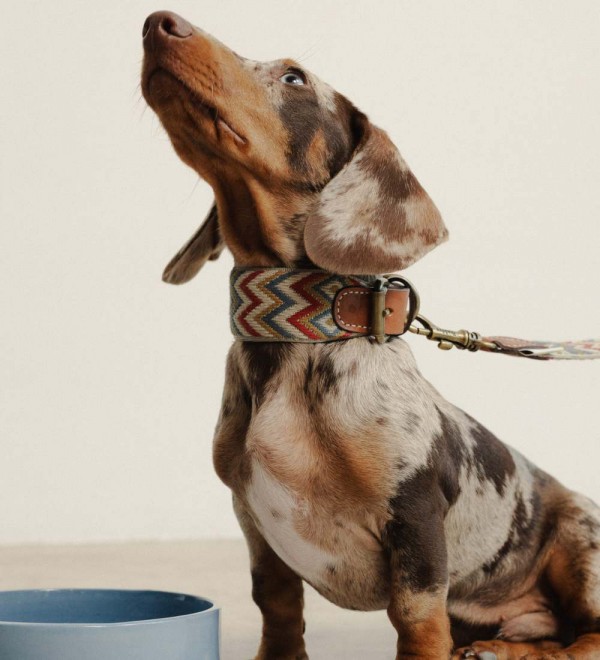 Collar para perro Naya ZigZag