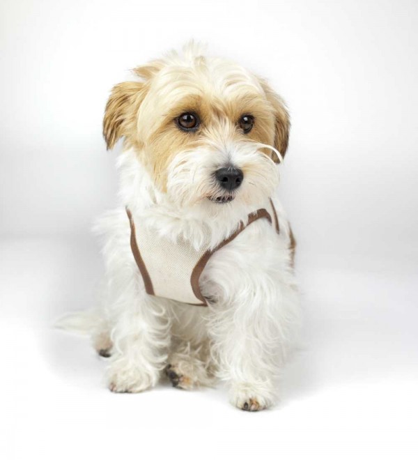 Arnés para perros Java