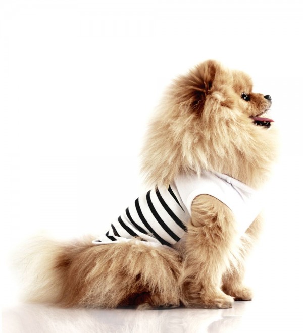 Camiseta para perro Solena